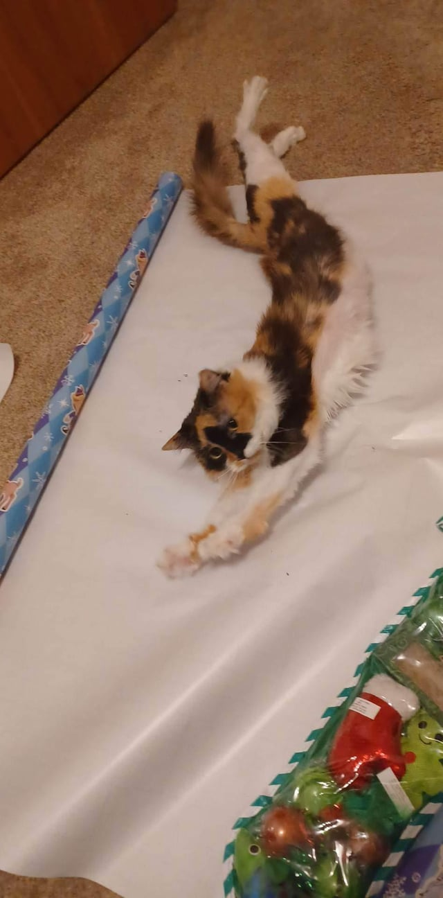 Cheezburger Image 10611039488