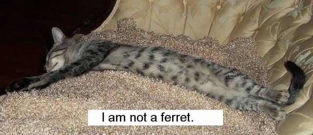I am not a ferret.