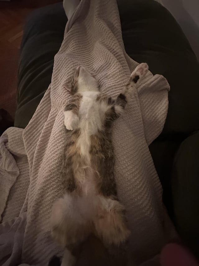 Cheezburger Image 10611040000