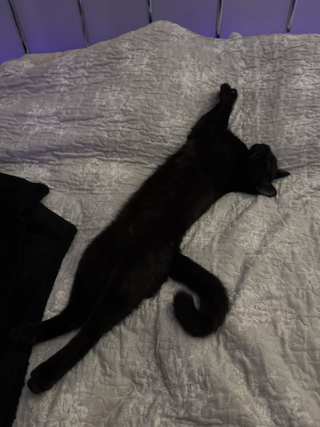 Cheezburger Image 10611040256