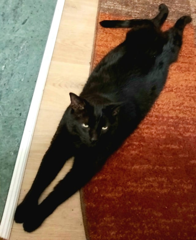 Cheezburger Image 10611040512