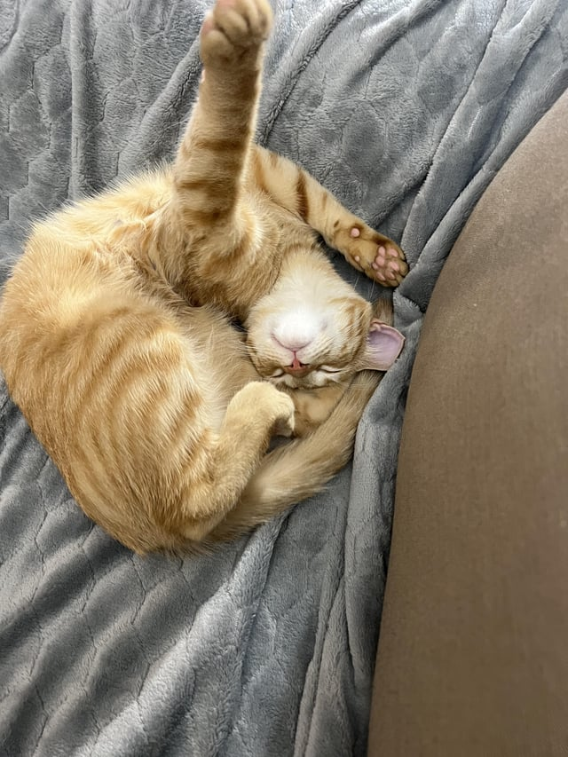 Cheezburger Image 10611040768