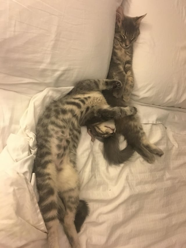 Cheezburger Image 10611041024