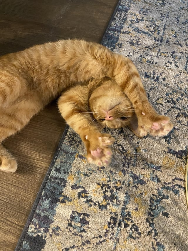 Cheezburger Image 10611041280