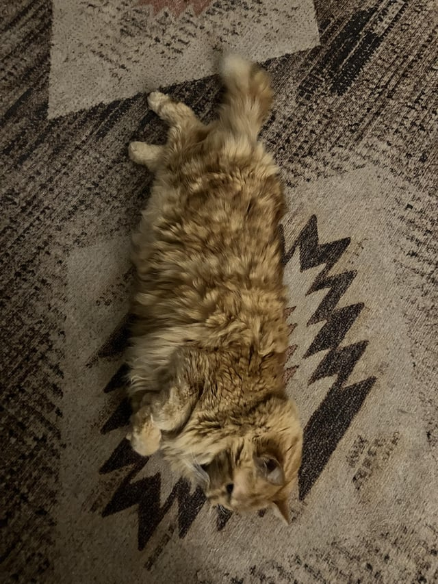 Cheezburger Image 10611041536