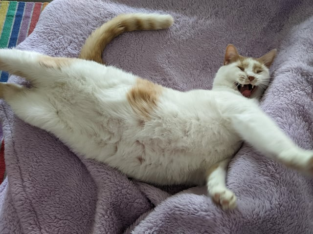 Cheezburger Image 10611042048