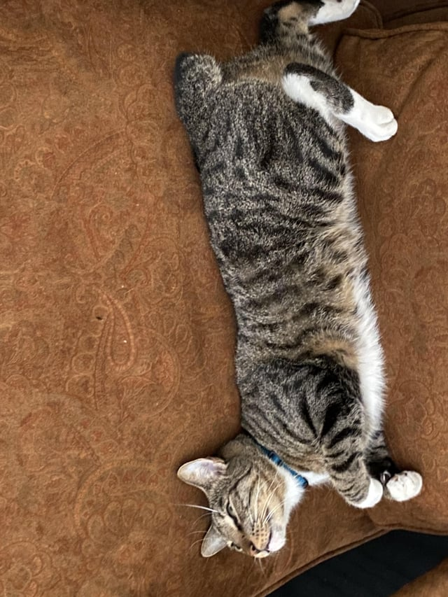 Cheezburger Image 10611042304