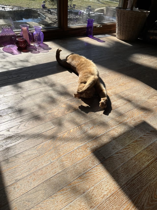 Cheezburger Image 10611042560