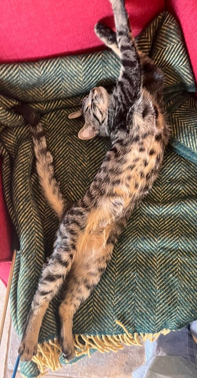 Cheezburger Image 10611043072