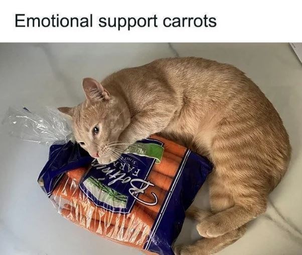 Bolthen FARM SINC Emotional support carrots