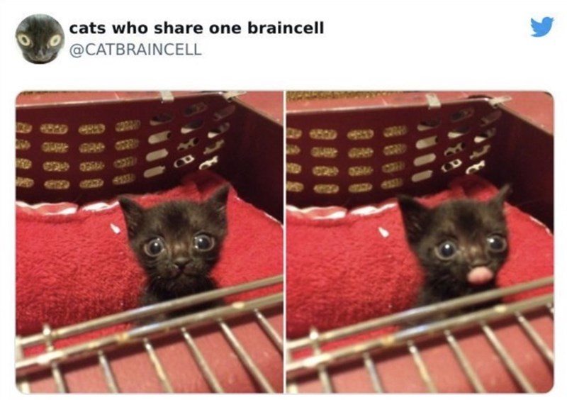 cats who share one braincell @CATBRAINCELL A