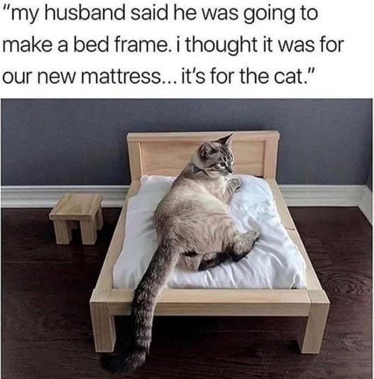 "my husband said he was going to make a bed frame. i thought it was for our new mattress... it's for the cat."