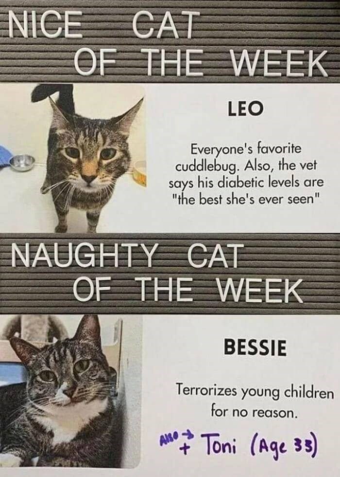NICE CAT OF THE WEEK LEO Everyone's favorite cuddlebug. Also, the vet says his diabetic levels are "the best she's ever seen" NAUGHTY CAT OF THE WEEK BESSIE Terrorizes young children for no reason. Also- + Toni (Age 33)