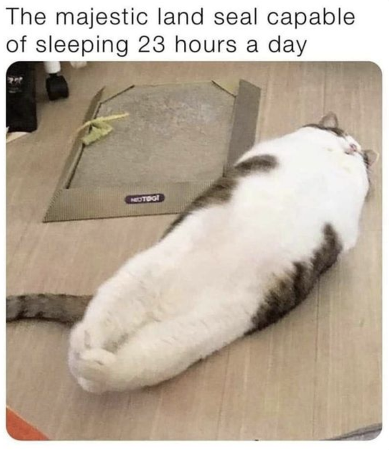 The majestic land seal capable of sleeping 23 hours a day MOTOOT