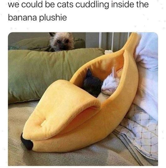 we could be cats cuddling inside the banana plushie