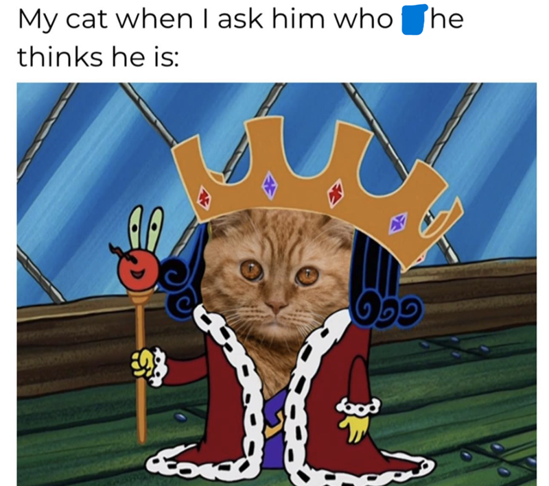 My cat when I ask him who he thinks he is: