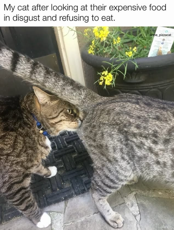 My cat after looking at their expensive food in disgust and refusing to eat. @the_pizzacat