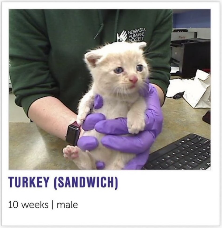 TURKEY (SANDWICH) 10 weeks | male NEBRASKA HUMANE SOCETY Field