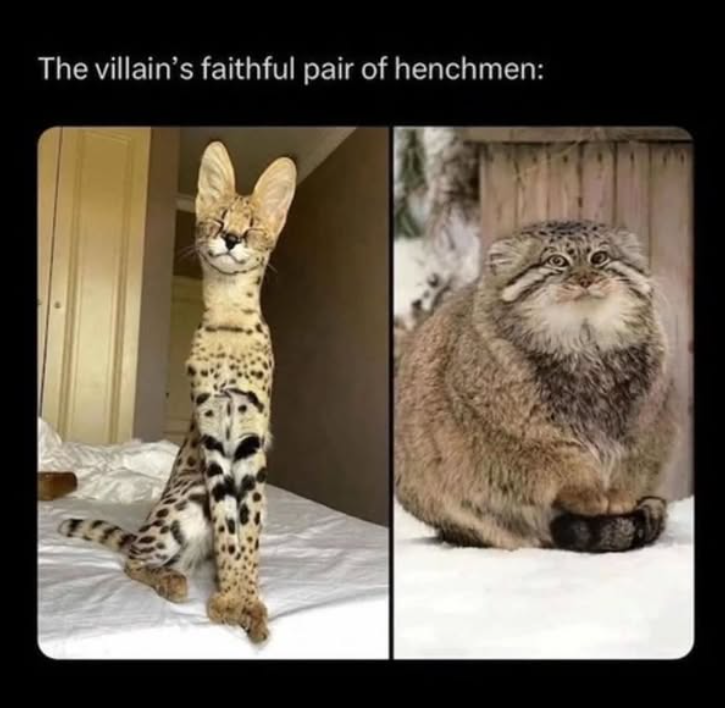 The villain's faithful pair of henchmen: