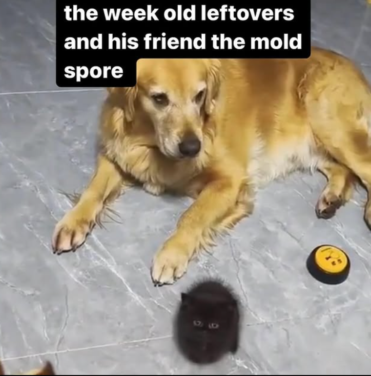 the week old leftovers and his friend the mold spore 96