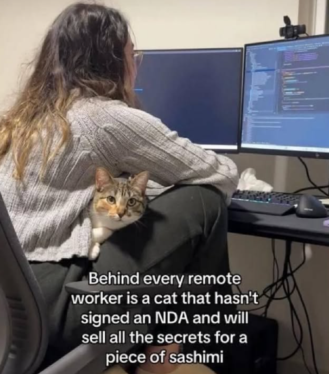Behind every remote worker is a cat that hasn't signed an NDA and will sell all the secrets for a piece of sashimi