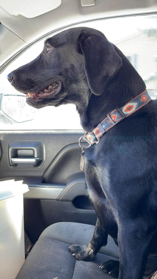 Cheezburger Image 10611059968