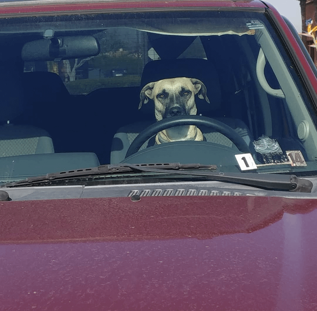 Cheezburger Image 10611060736