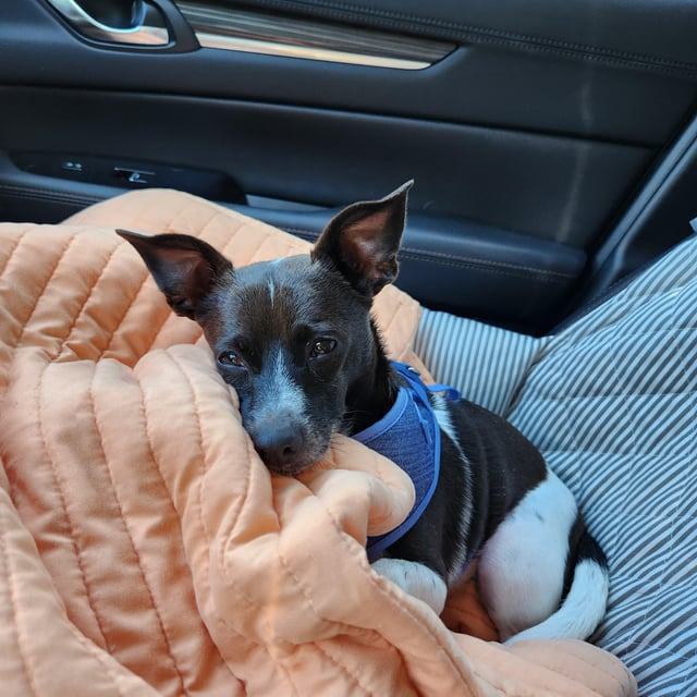 Cheezburger Image 10611061504