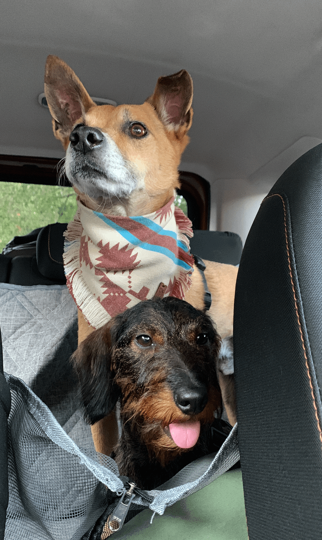 Cheezburger Image 10611062528