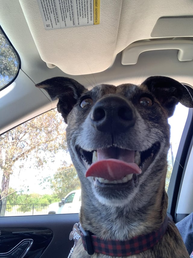 EMENT /ADVERTENCIA TH ADVANCED AIR BAGS the safest place ONFLABLES PERFECTIONNES NUEVAS BOLSAS DE ARE para Tiger