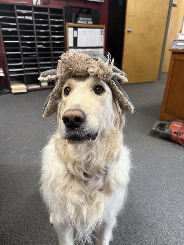 Cheezburger Image 10611064576