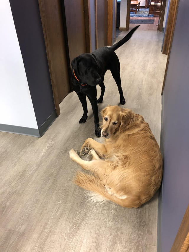 Cheezburger Image 10611065088