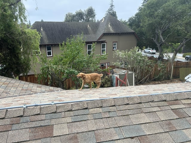 Cheezburger Image 10611066880