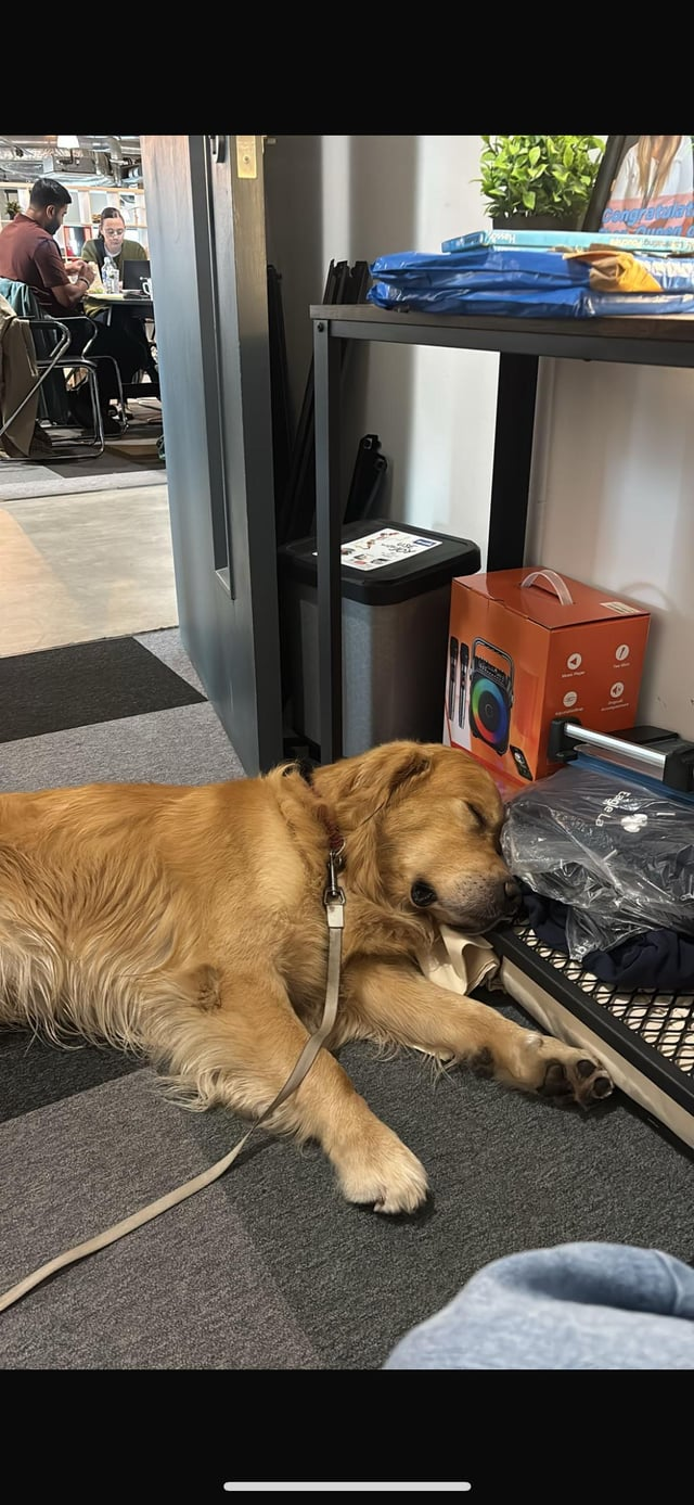 Cheezburger Image 10611067136