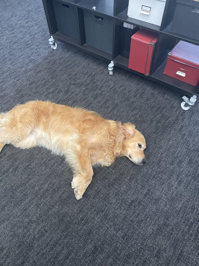 Cheezburger Image 10611067392