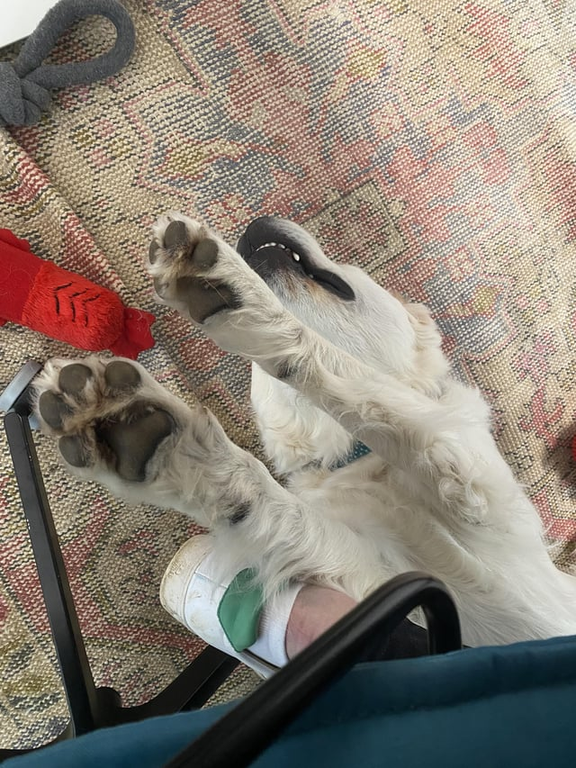 Cheezburger Image 10611068416