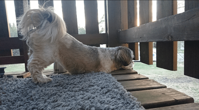 Cheezburger Image 10611069184