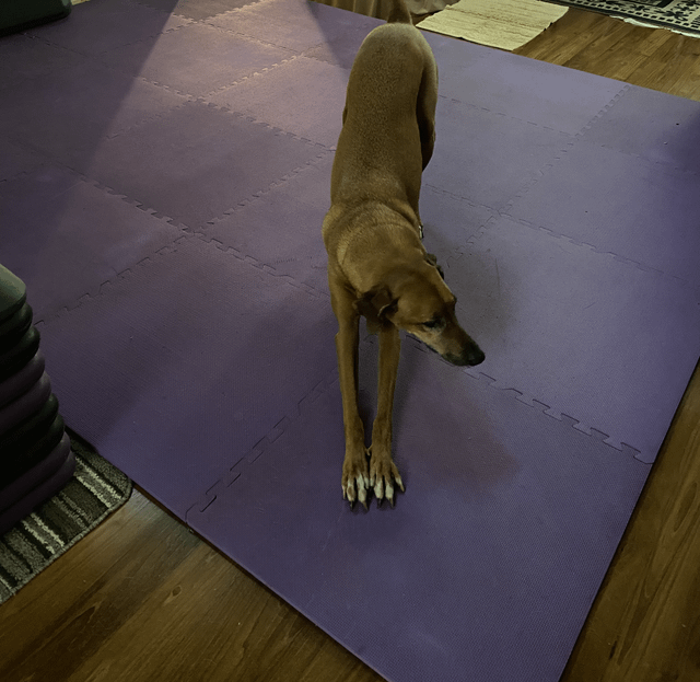 Cheezburger Image 10611069952