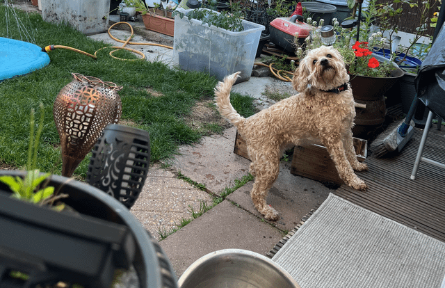 Cheezburger Image 10611070464