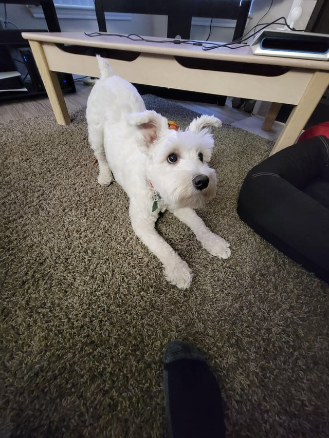 Cheezburger Image 10611071232