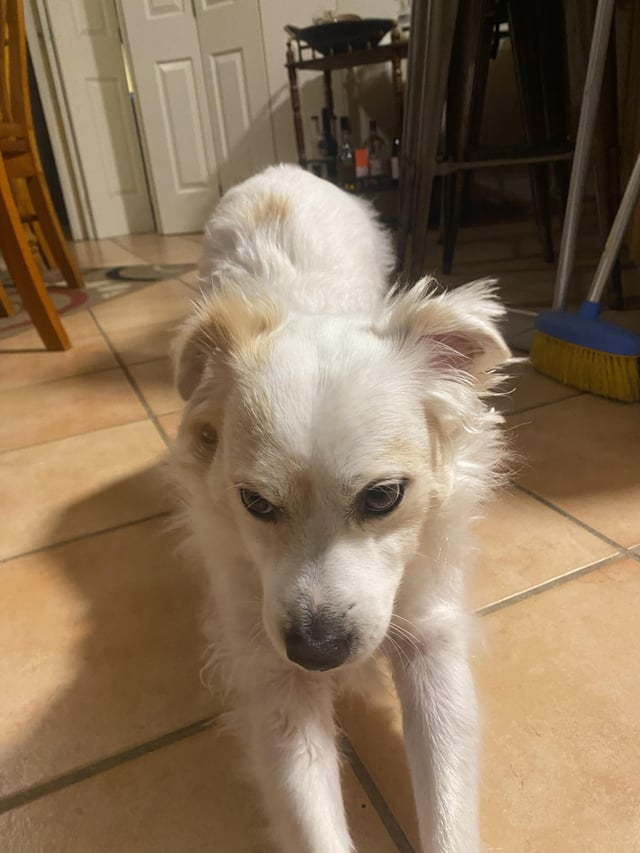 Cheezburger Image 10611071744