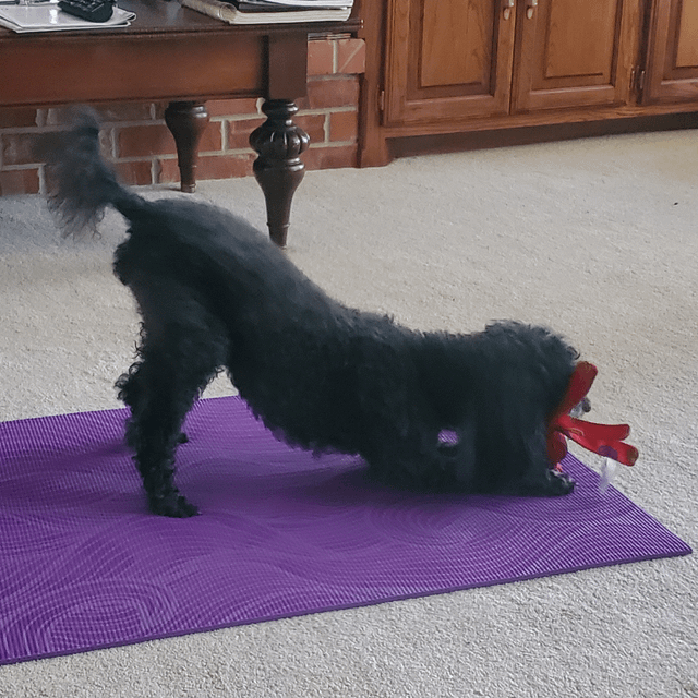 Cheezburger Image 10611072000