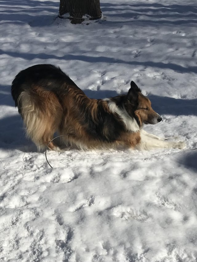 Cheezburger Image 10611072256