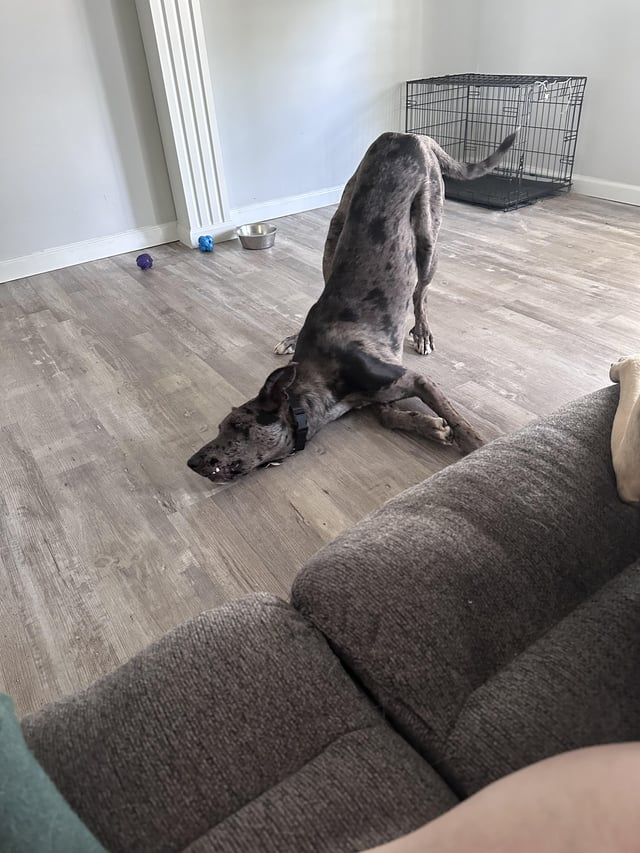 Cheezburger Image 10611072512