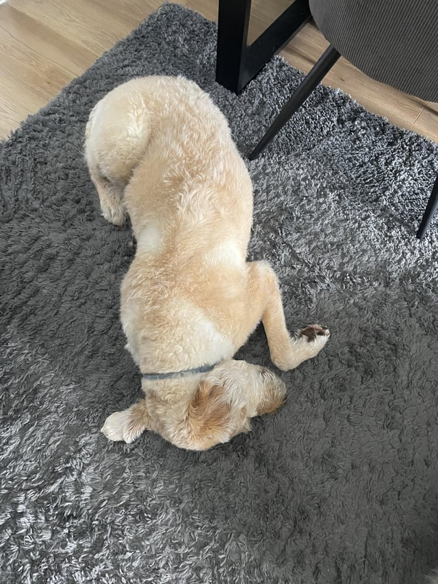 Cheezburger Image 10611073024