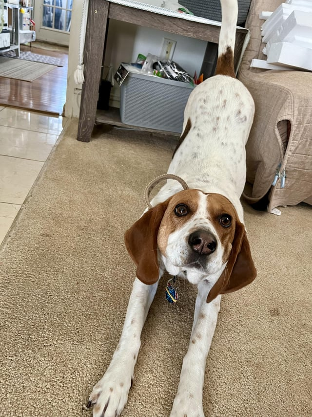 Cheezburger Image 10611073536