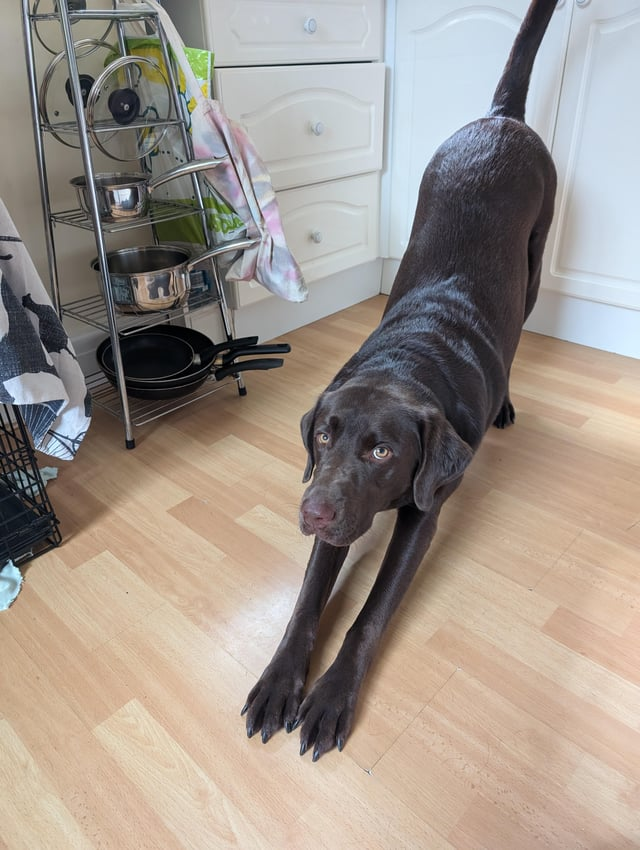 Cheezburger Image 10611073792