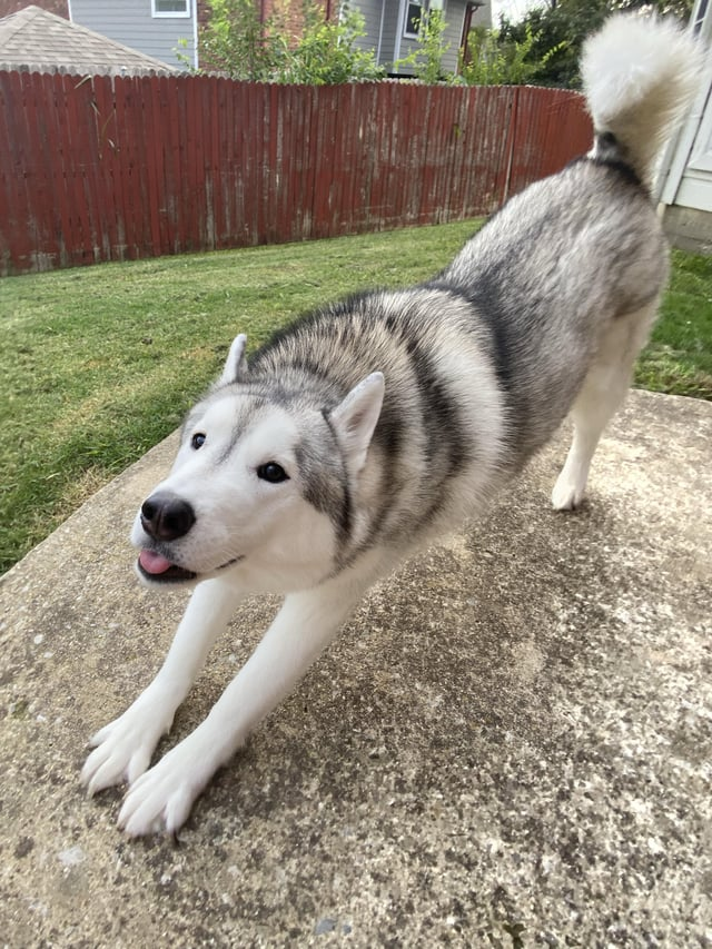 Cheezburger Image 10611074048