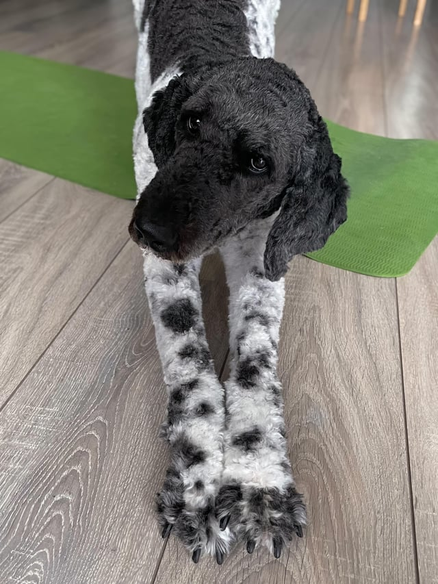 Cheezburger Image 10611074304