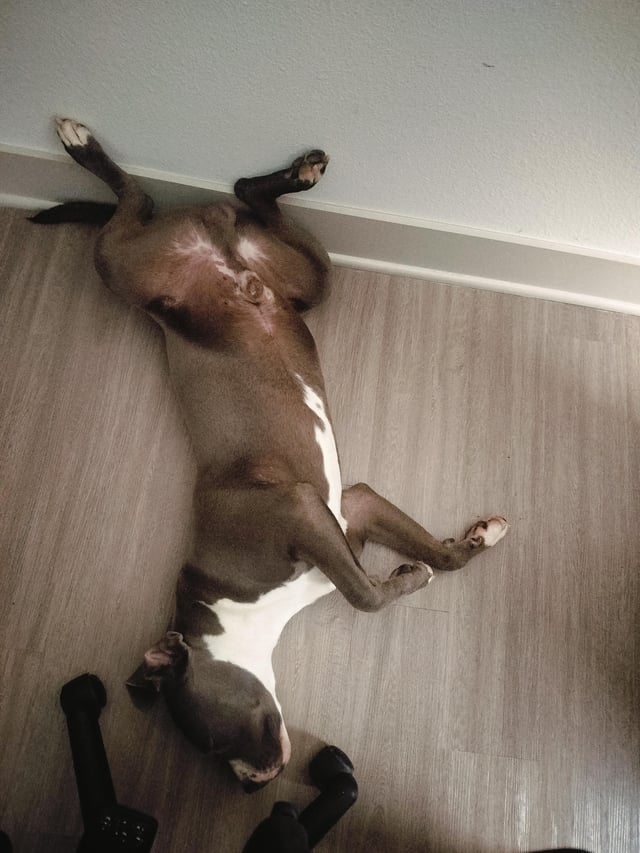 Cheezburger Image 10611074560